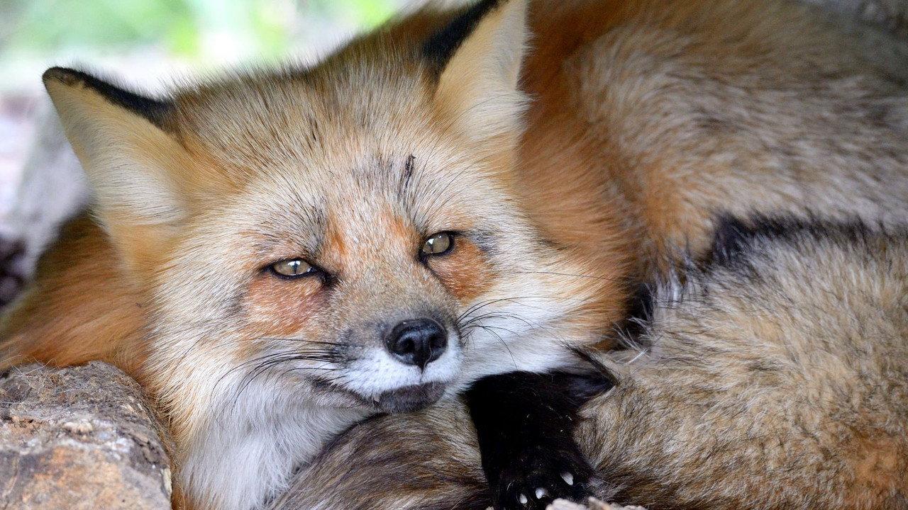 A Wild Fox Life backdrop