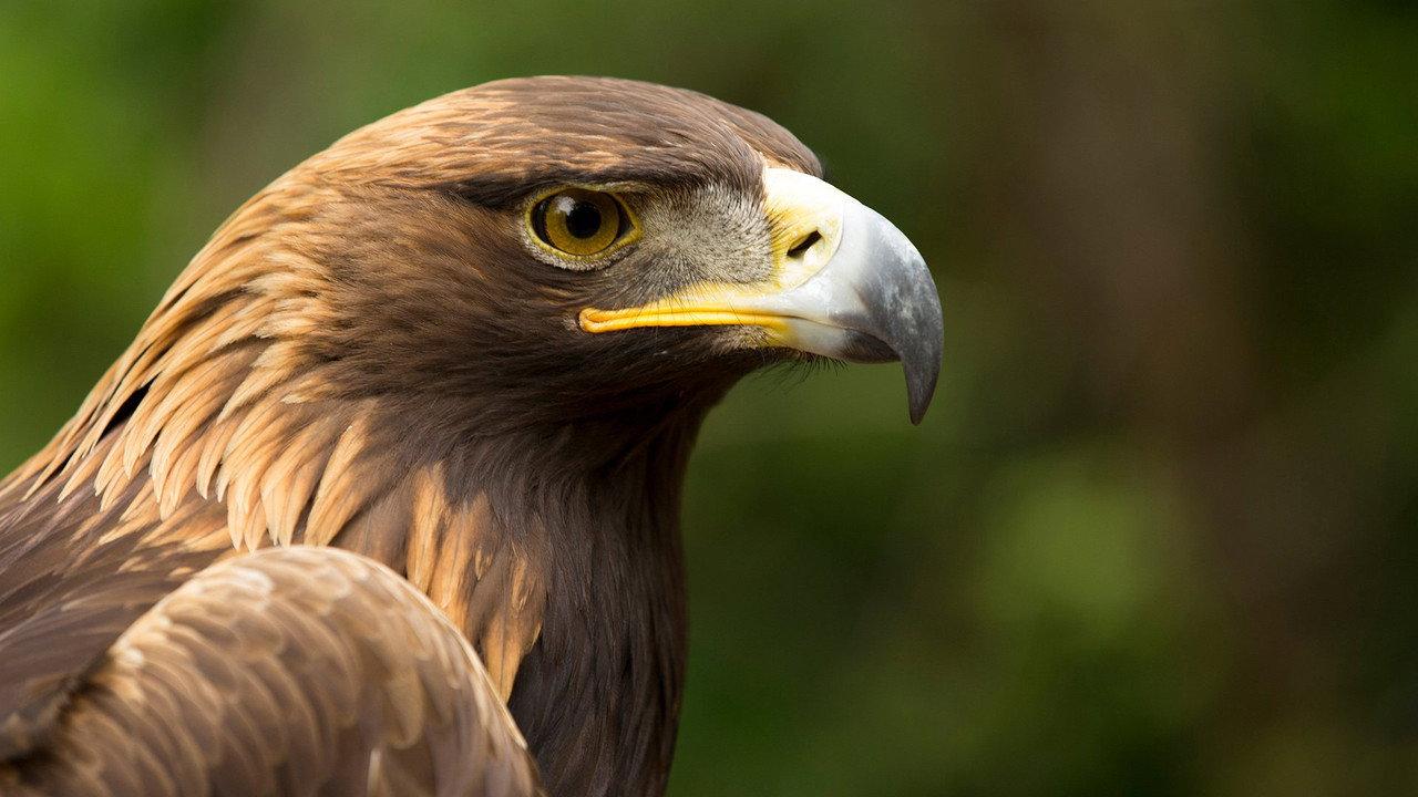 Eagle Power backdrop