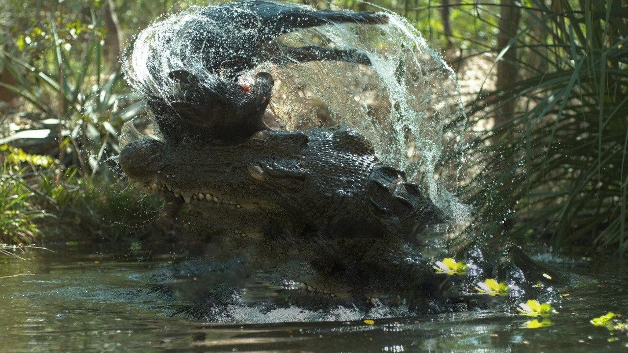 Crocodile: Australia's Greatest Survivor backdrop