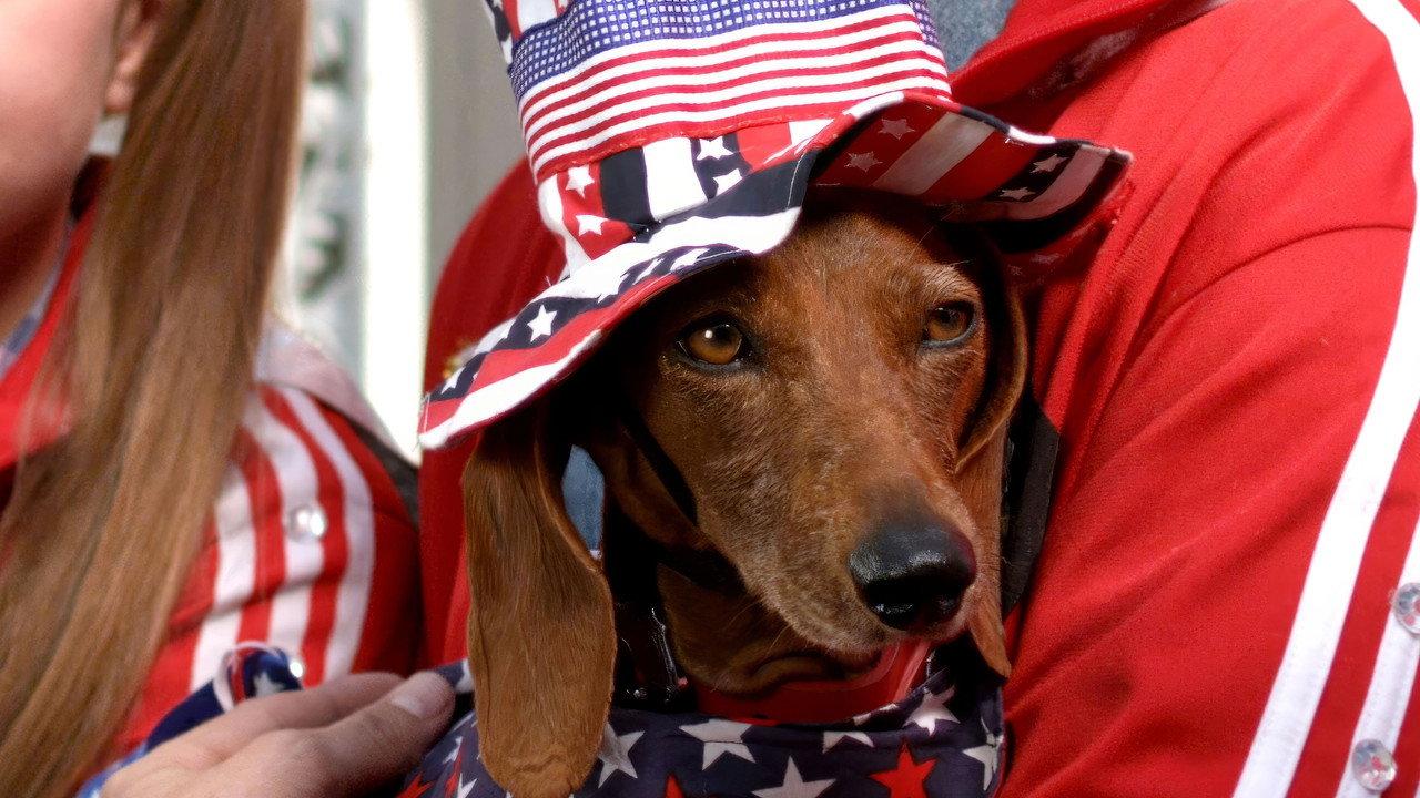 Wiener Dog Internationals backdrop