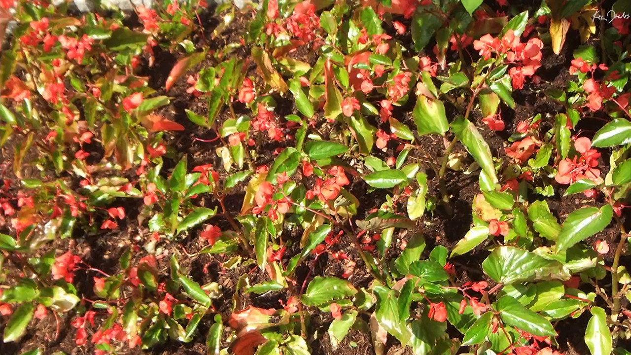 Red Green backdrop