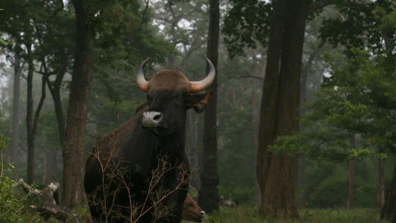 Wild Karnataka backdrop