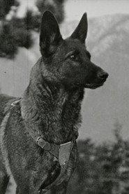 Klondike the Dog profile photo