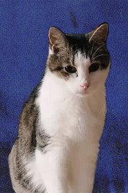 Cheeze the Cat profile photo