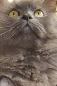 Monstro Cat profile photo