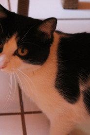 Gustavinha profile photo