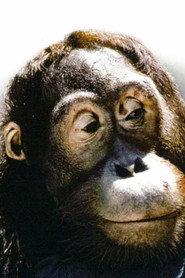 Manis profile photo