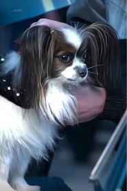 Halo profile photo