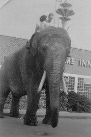 Charlie the Elephant profile photo