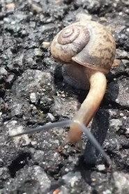 Snail profile photo