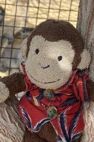 Joe Monkey profile photo