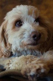 Birba profile photo