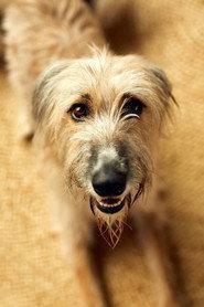 Rosie the Lurcher profile photo
