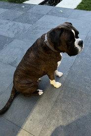 Mr Darcy profile photo