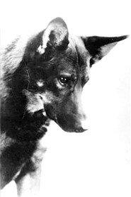 Rin-Tin-Tin profile photo