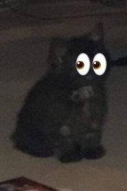 Sooty profile photo