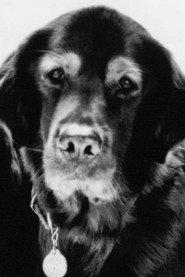 Comet profile photo
