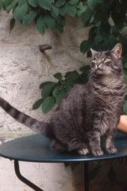 Zgougou profile photo