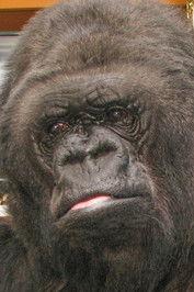 Koko profile photo