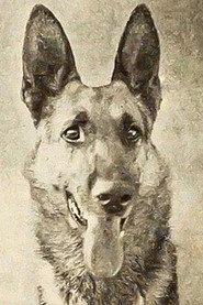 Thunder the Dog profile photo