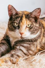 Fats profile photo
