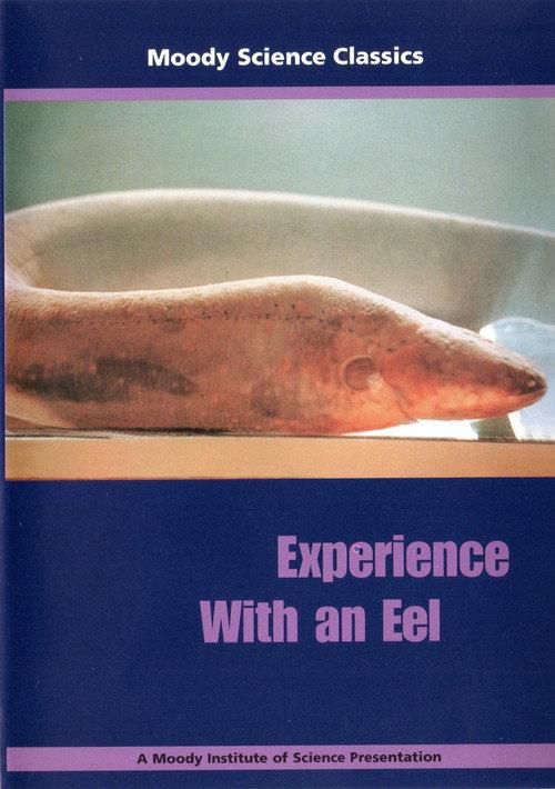 Experience With an Eel backdrop