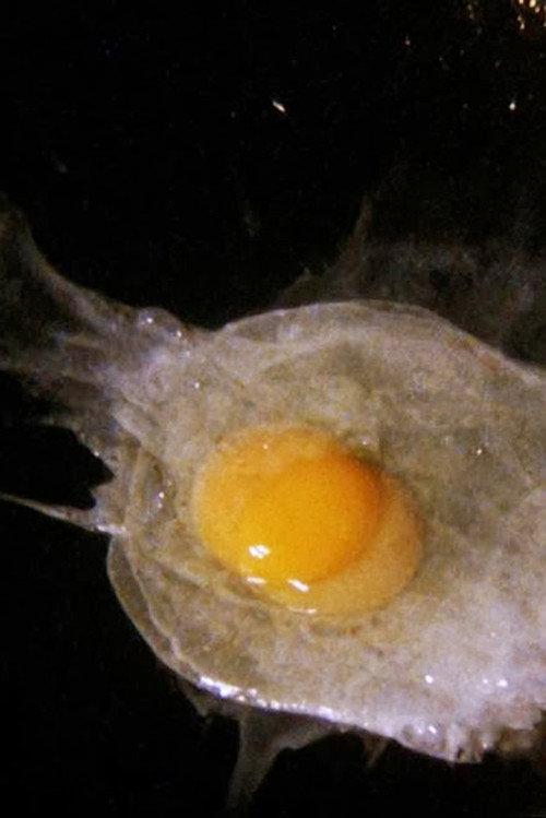 Fried Egg backdrop
