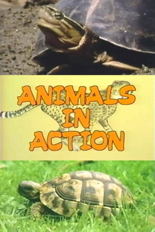 The Turtle Family backdrop