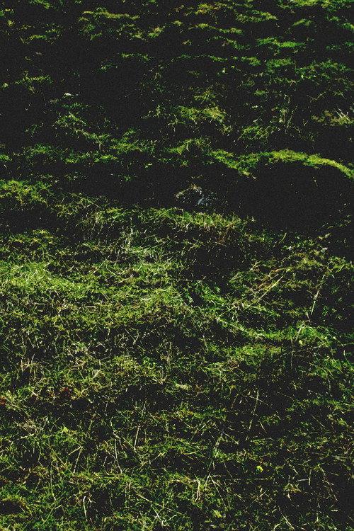 Untitled / Aubrac backdrop