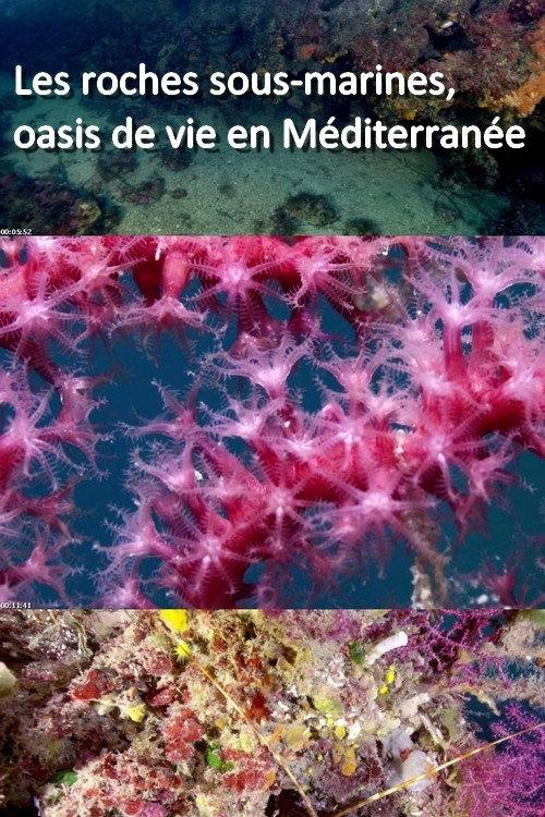 Les roches sous-marines, oasis de vie en Méditerranée backdrop