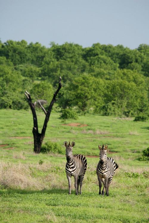 Amazing Wildlife of Botswana backdrop