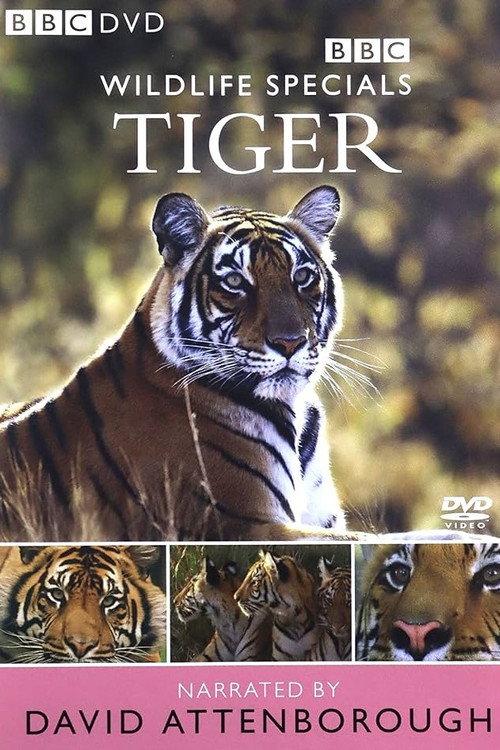 Tiger: The Elusive Princess backdrop