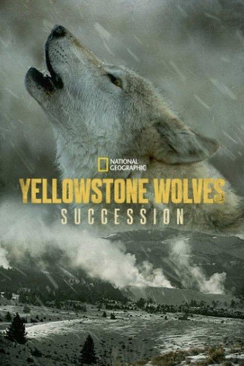 Yellowstone Wolves: Succession backdrop