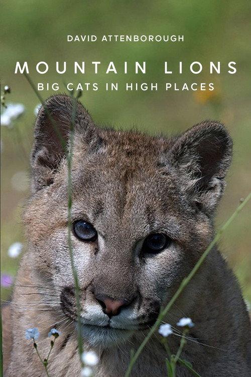 Mountain Lions: Big Cats in High Places backdrop