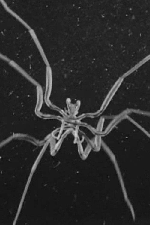 Caprelles et Pantopodes backdrop