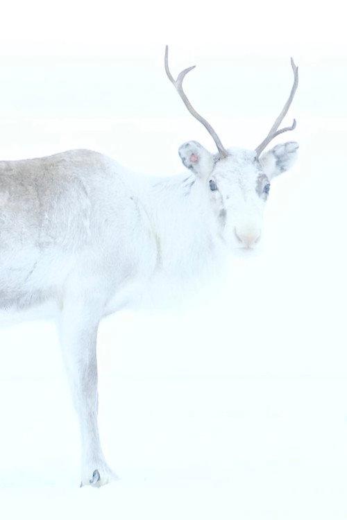 Spirit of the Reindeer backdrop