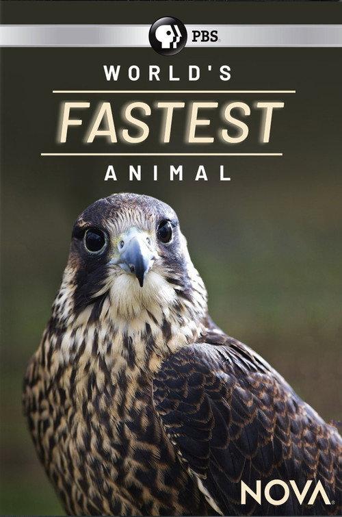 World's Fastest Animal backdrop