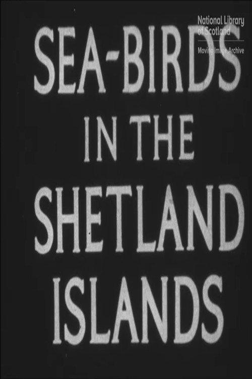 Seabirds in the Shetland Islands backdrop