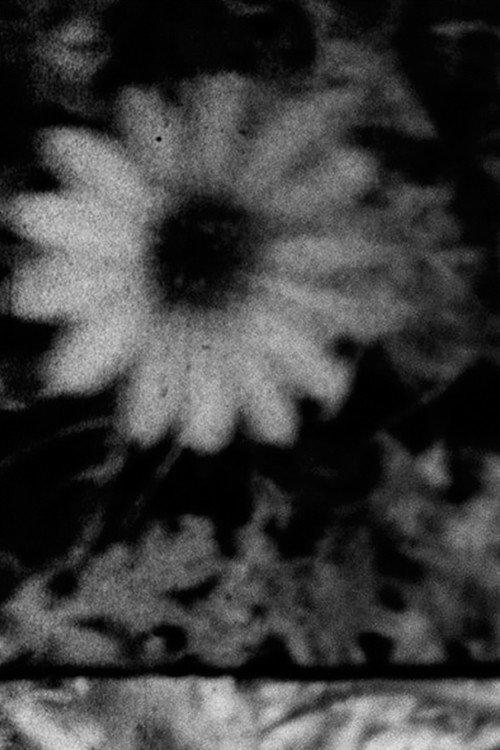 Petals and Feathers backdrop