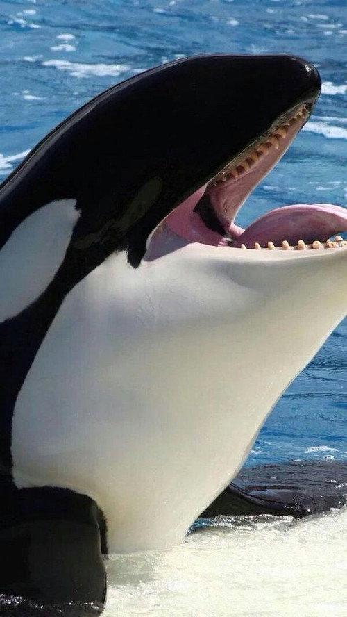 Orcas asesinas - Inteligencia al máximo backdrop