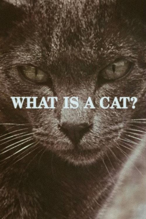 What Is a Cat? backdrop