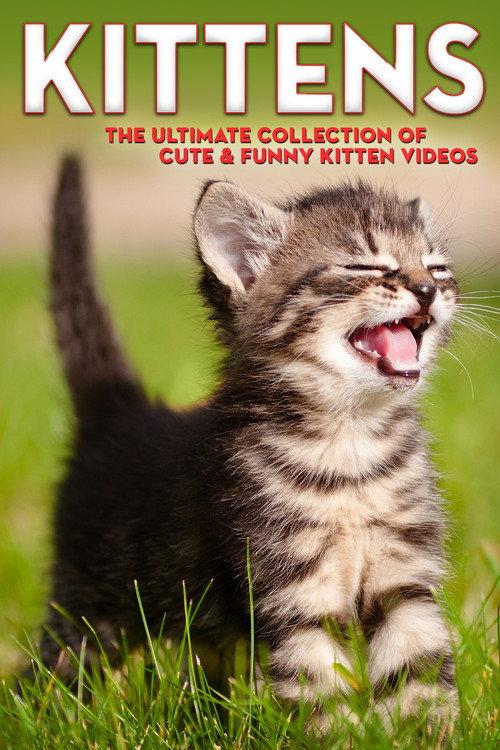 Kittens The Ultimate Collection of Cute & Funny Kitten Videos backdrop