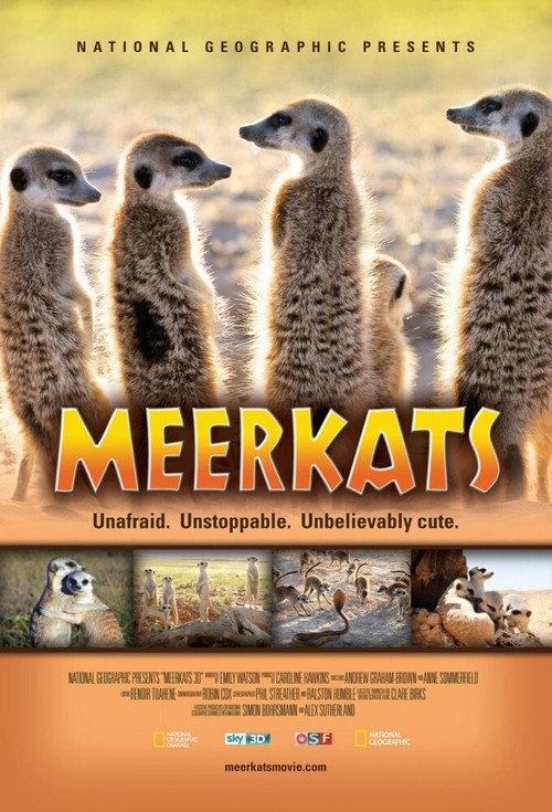 Meerkats 3D backdrop