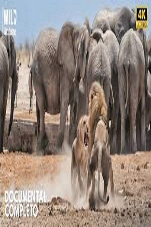 AFRICA - The Brutal Empire of Wildlife backdrop