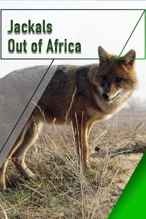 Jackals - Out of Africa backdrop