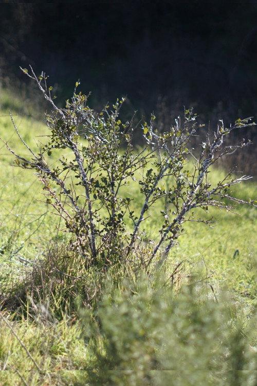 Shrub Oak backdrop