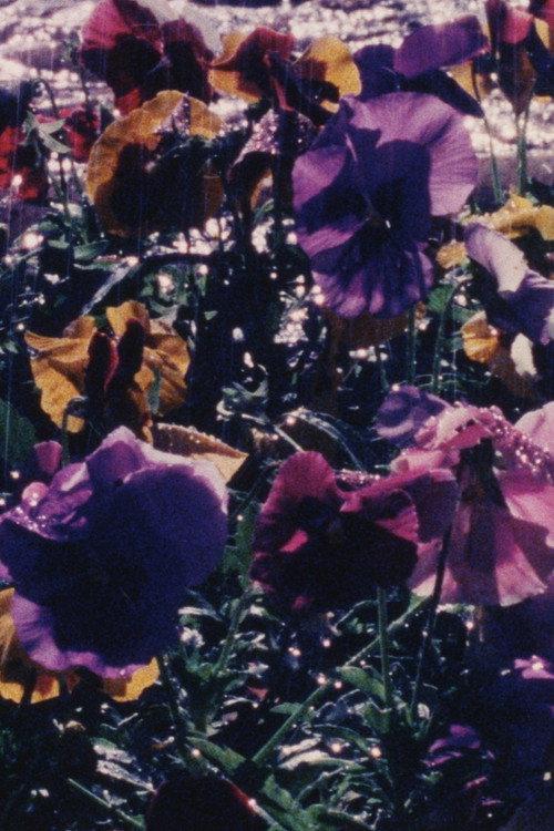 La Jardinera backdrop