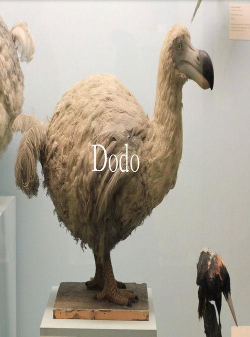 Dodo backdrop