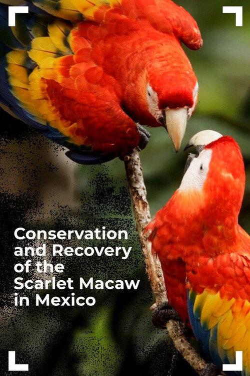Conservation and Recovery of the Scarlet Macaw in Mexico backdrop