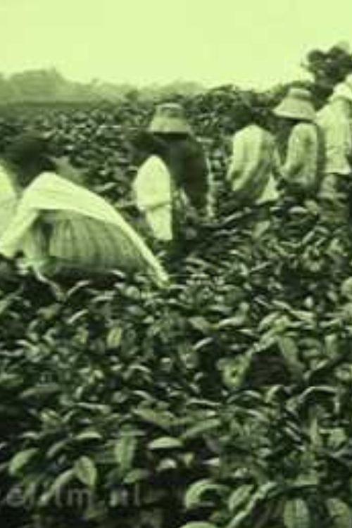 Tea Company of the NILS in Pematang Siantar backdrop